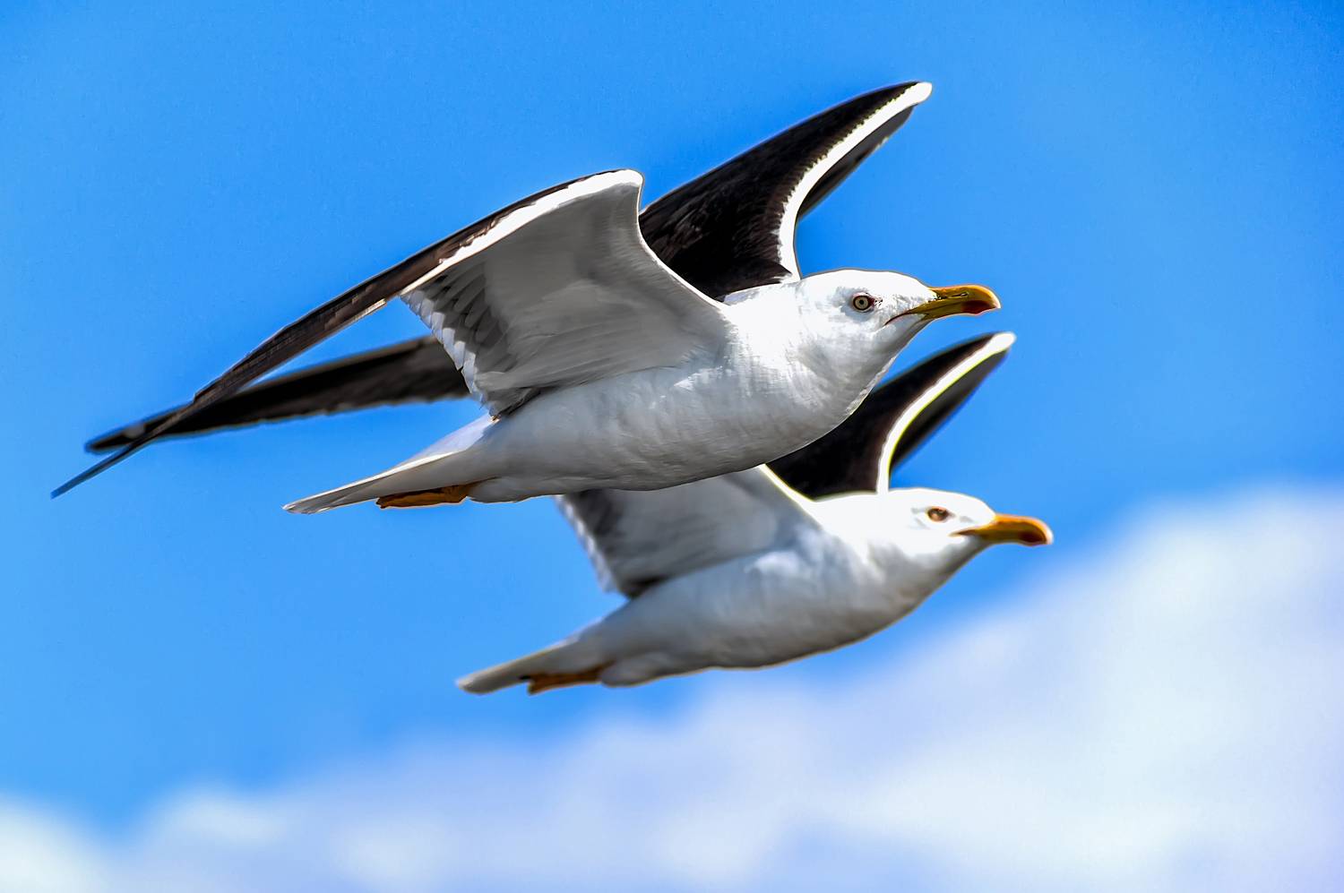 чайка, птица, Владимир Иванов