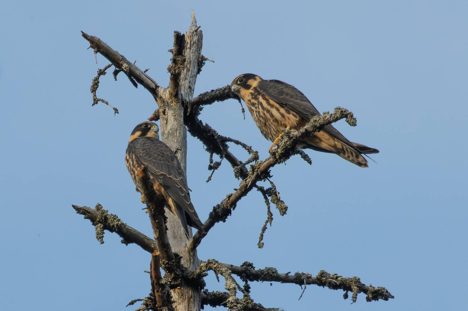 сокол, чеглок, хищник, птица, Светлана Холодняк
