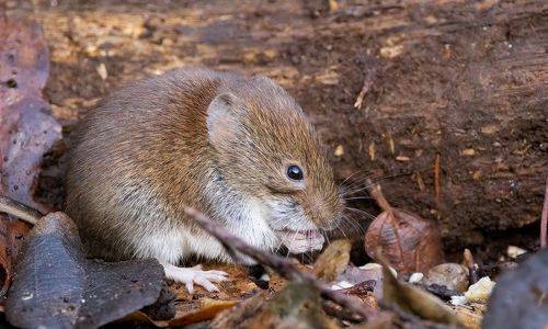Bank Vole