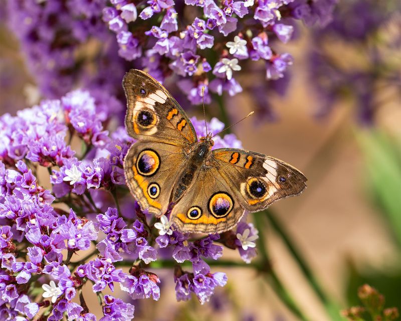 Buckeye butterfly фото превью