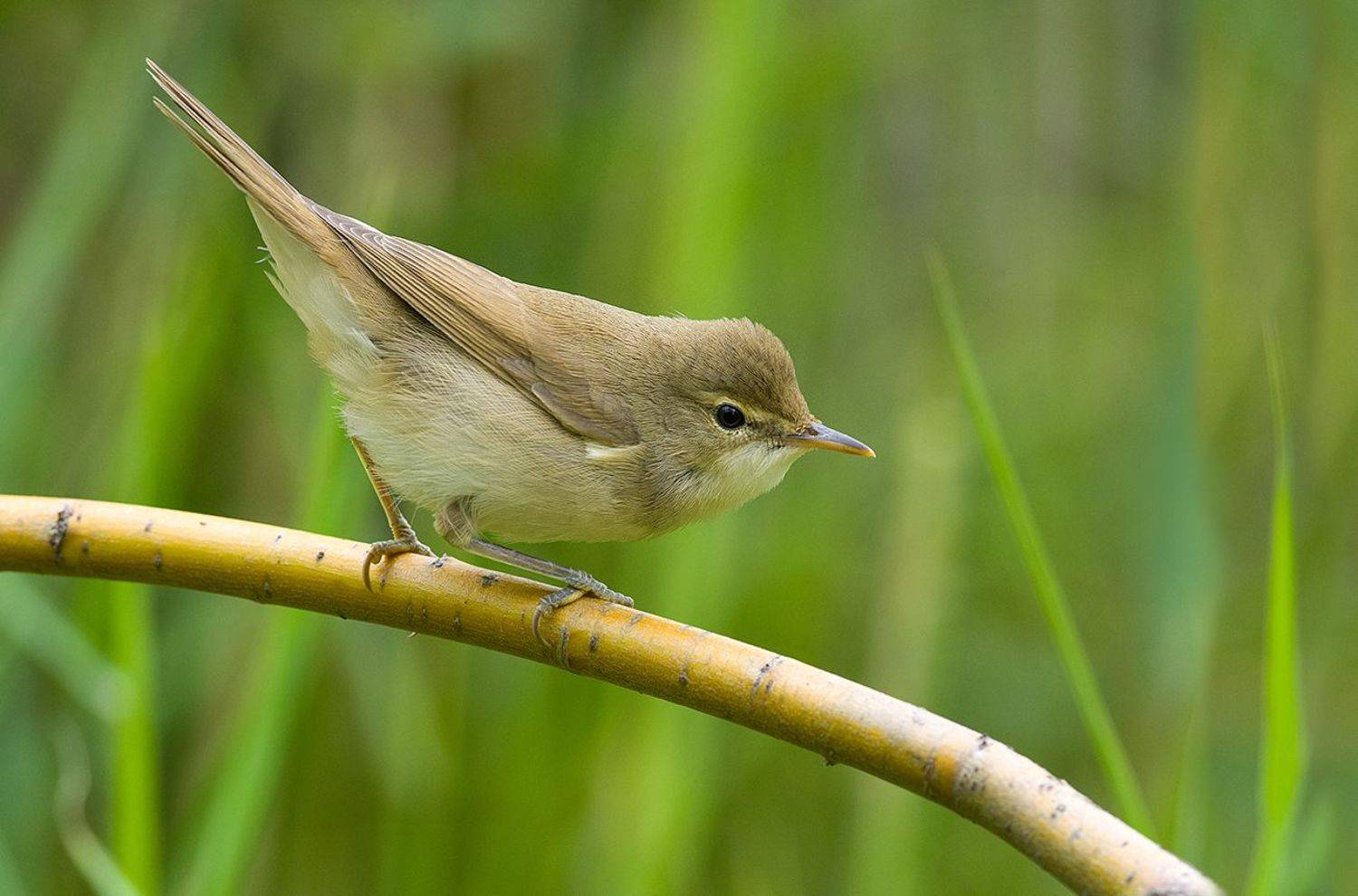 камышовка,болото,июль, Иван