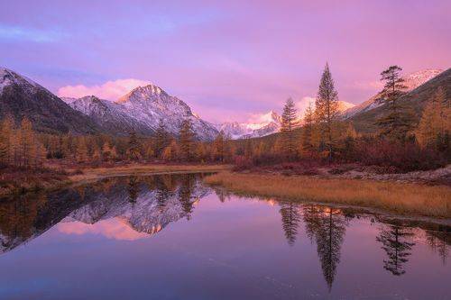 Розовые сны...