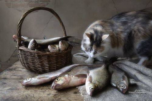 Разборчивый покупатель