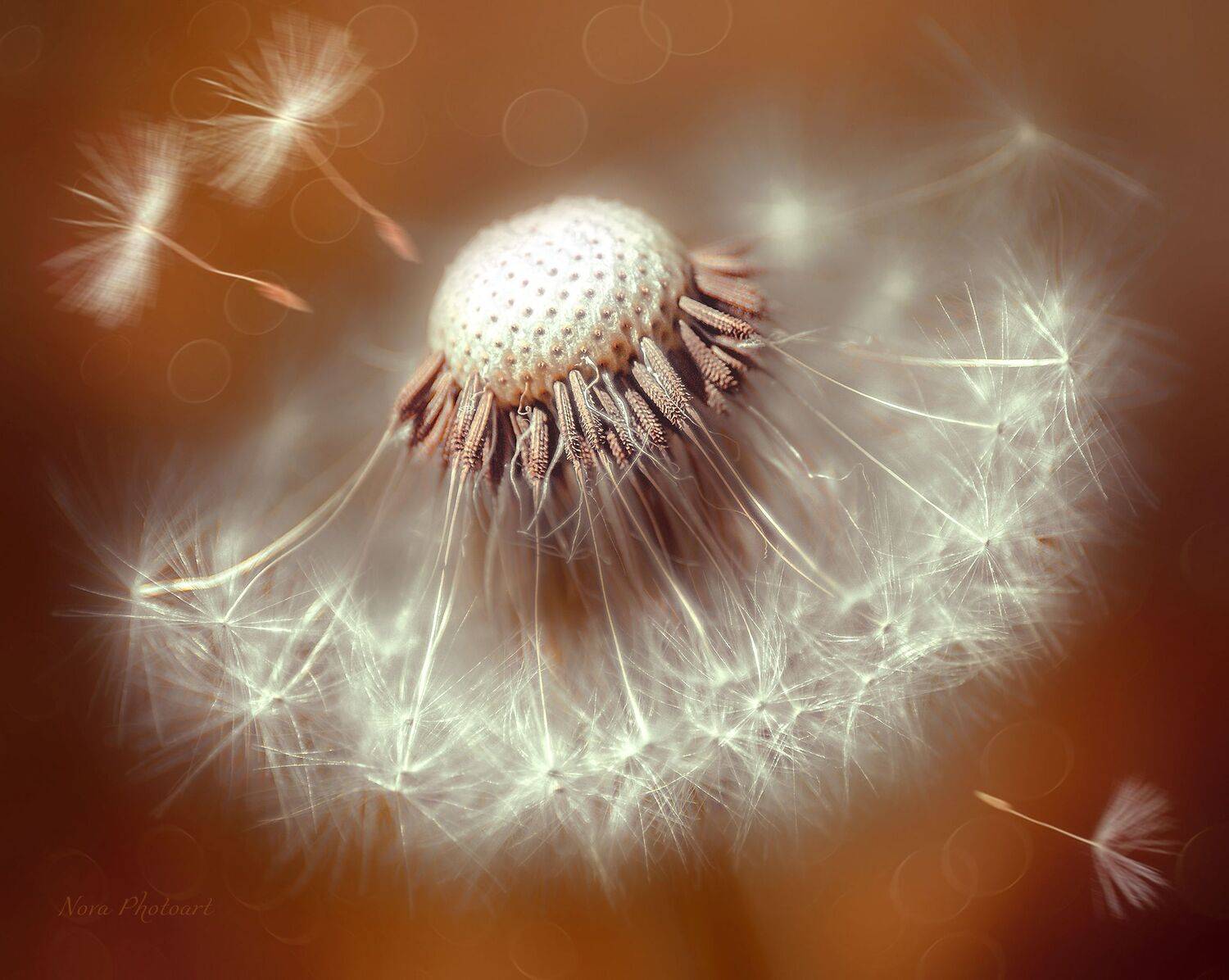 макрофотография, macro, макромир, макросъёмка, фотоприроды, nature, артфото, фотомакро, боке, мануальнаяоптика, макро, макрофото, макросъемка, красота, одуванчик, Svetlana Smirnova