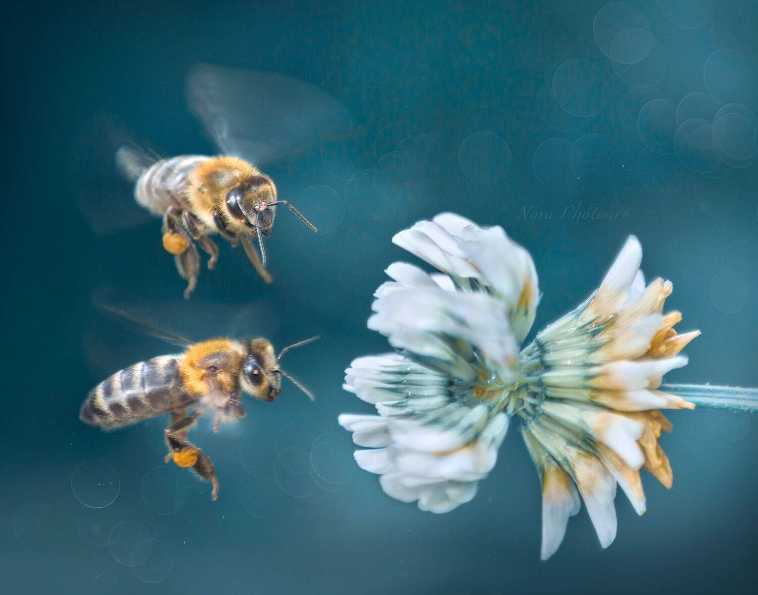 макрофотография, macro, макромир, макросъёмка, фотоприроды, nature, артфото, фотомакро, боке, мануальнаяоптика, макро, макрофото, макросъемка, красота, клевер, цветок, пчела, пчёлы, Svetlana Smirnova