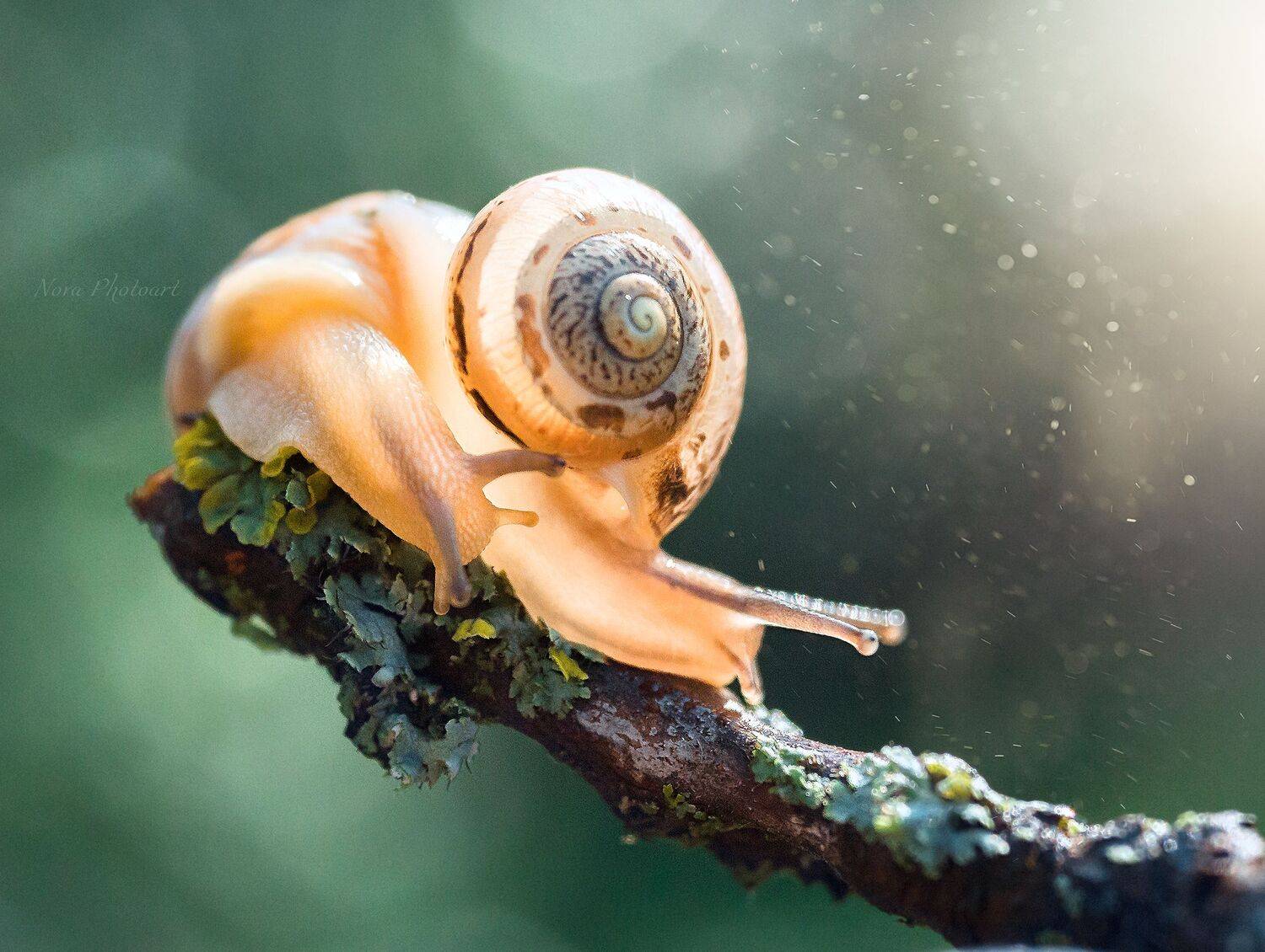 макрофотография, macro, макромир, макросъёмка, фотоприроды, nature, артфото, фотомакро, боке, мануальнаяоптика, макро, макрофото, макросъемка, красота, улитки, улитка, Svetlana Smirnova