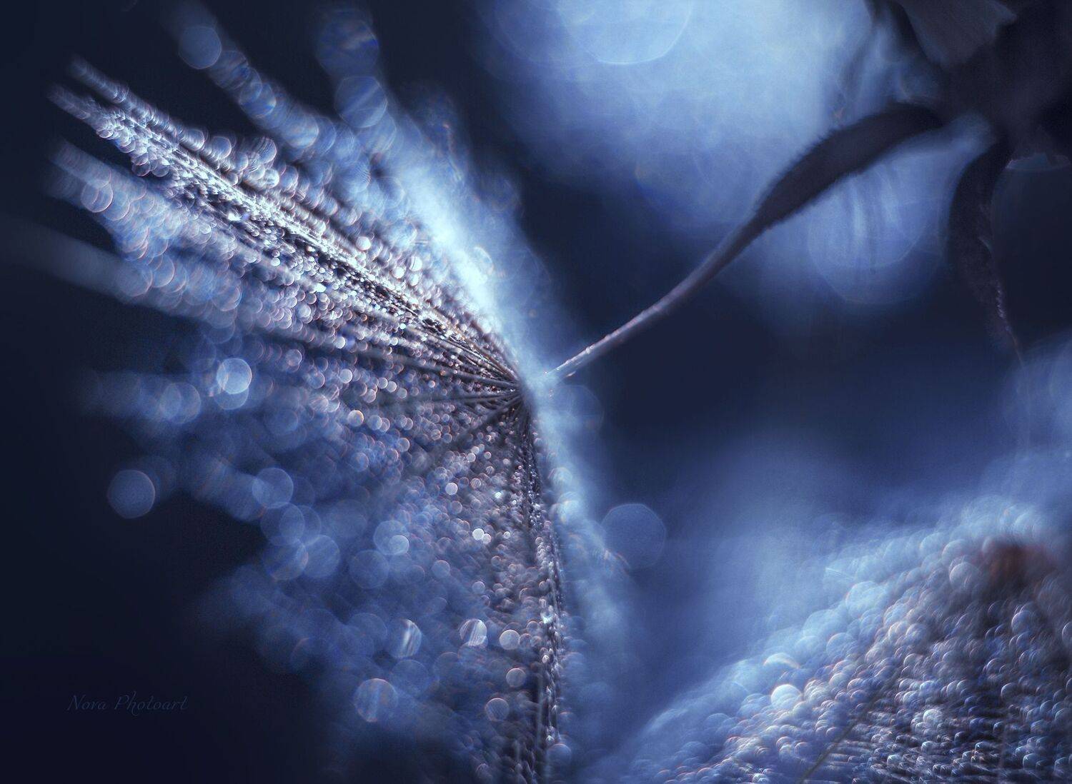 макрофотография, macro, макромир, макросъёмка, фотоприроды, nature, артфото, фотомакро, боке, мануальнаяоптика, макро, макрофото, макросъемка, красота, боке, одуванчик, Svetlana Smirnova