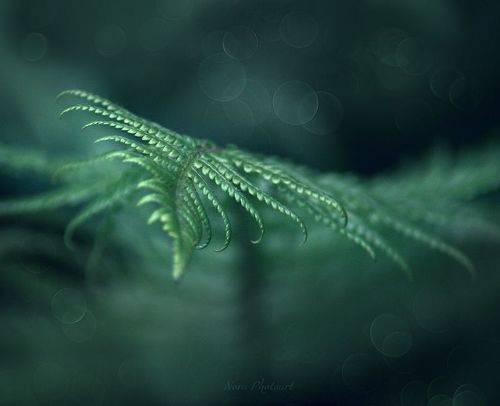 Изумрудные сны