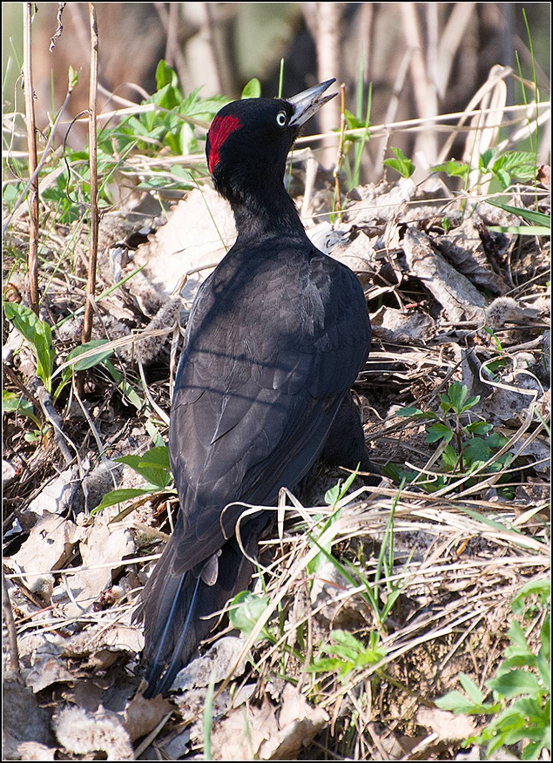москва, парк, птица, желна, дятел, АНАТОЛИЙ ДОВЫДЕНКО