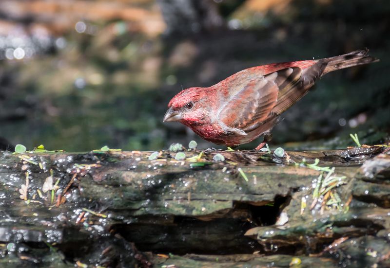 птица, чечевица, красный воробей, купание, ручей, Чечевица. (красный воробей) фото превью