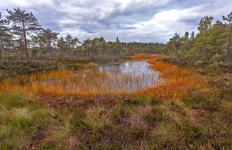 верховое болото, осень, озеро, болотная сосна Осень на болоте фото превью