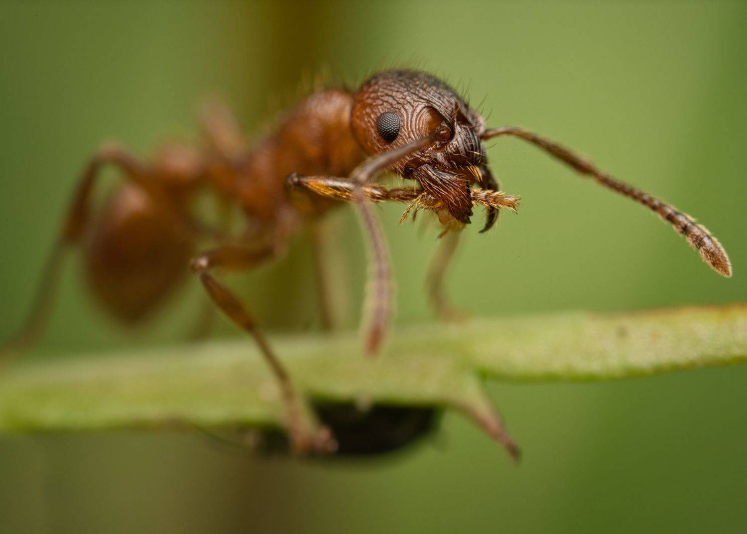 , Евгения Прокопович