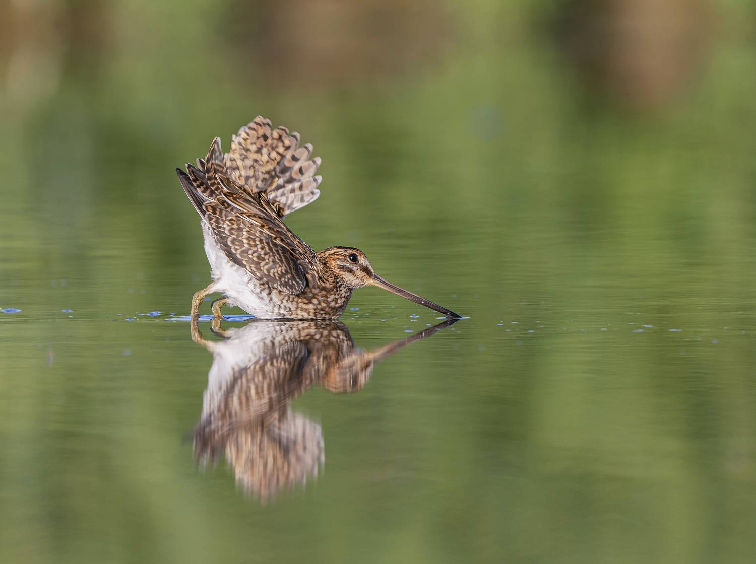 птицы,природа, лето, Андрей Киселёв