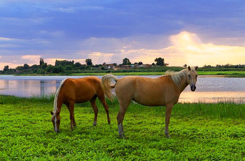 у села  камышово У села  КАМЫШОВО фото превью