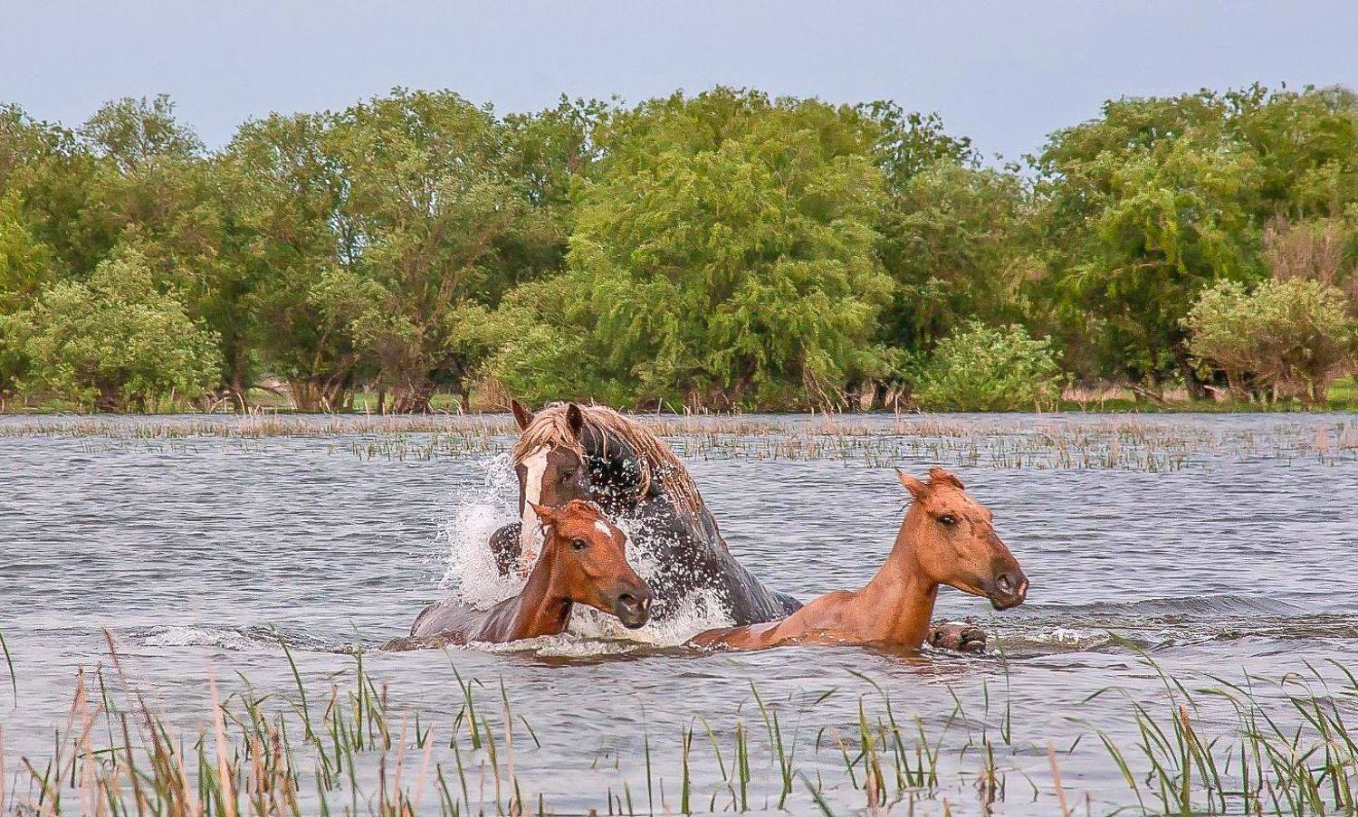 у села  камышово, Сергей цыбизов