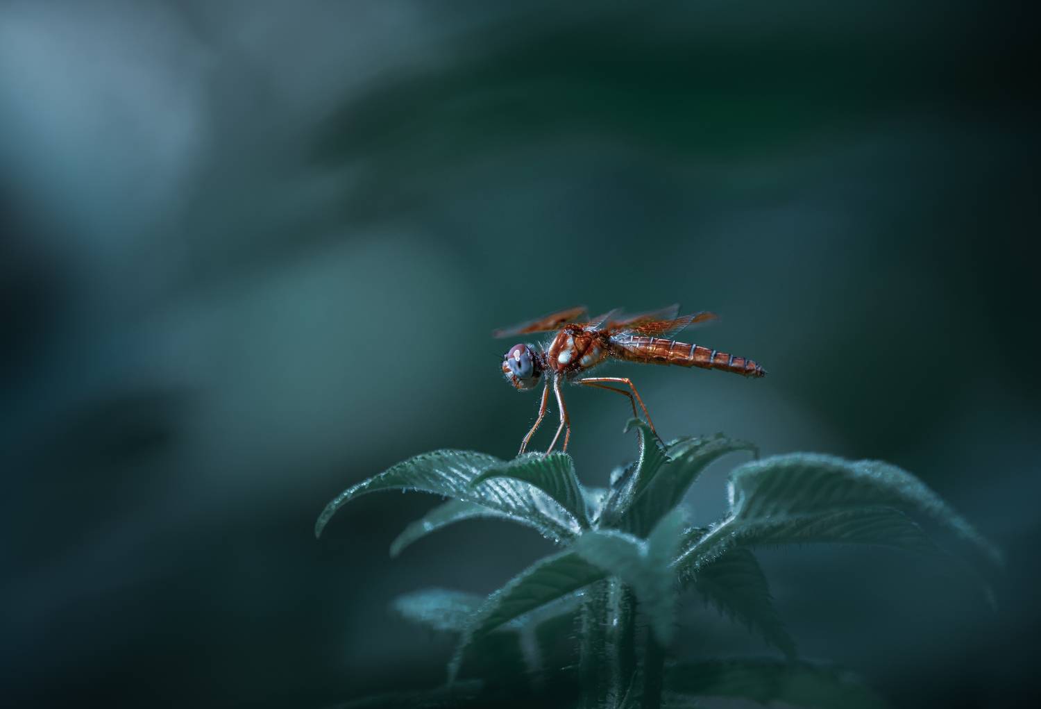 damselfly, dragonfly, insect, grass, sunset, dusk, evening, bug, macro, blade, grassland,, Atul Saluja