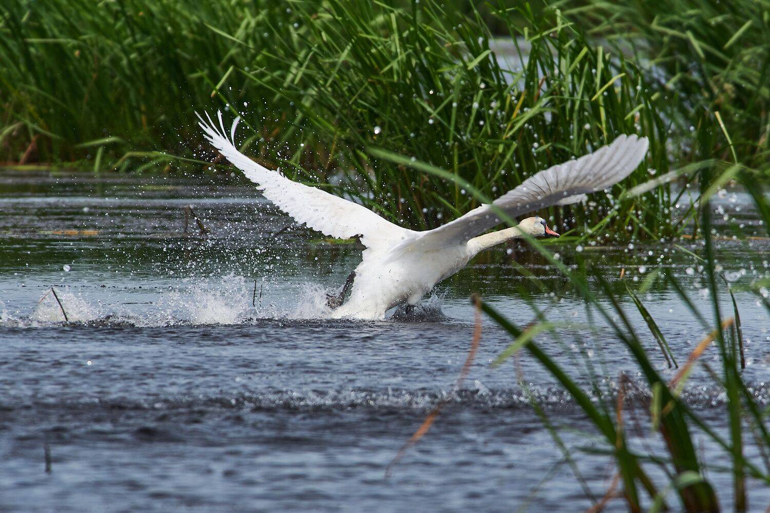 bird, birds, birdswatching, volgograd, russia, wildlife, Cygnus olor,, Сторчилов Павел