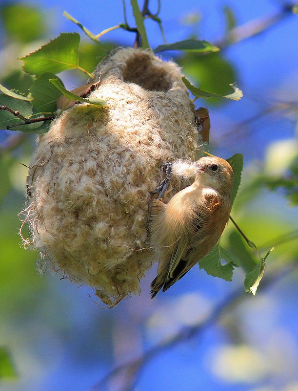 Ремезы фото превью