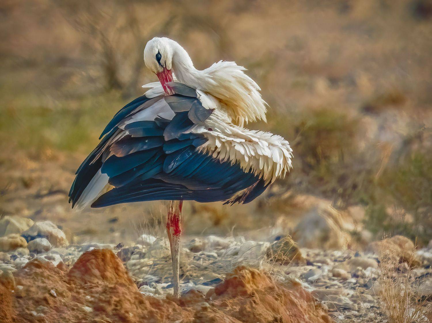 , Шварцман Евгений