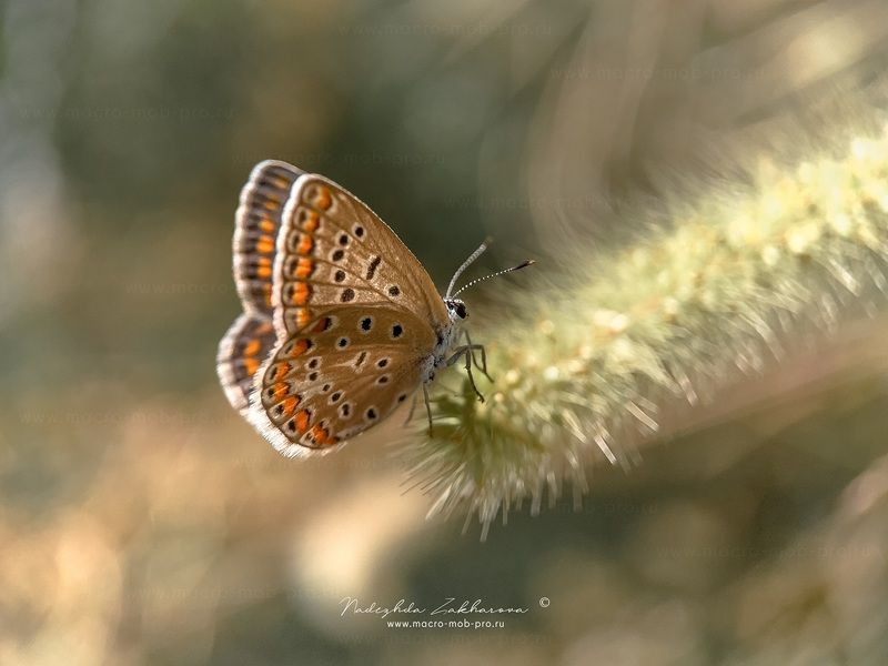 Бабочки Голубянки фото превью