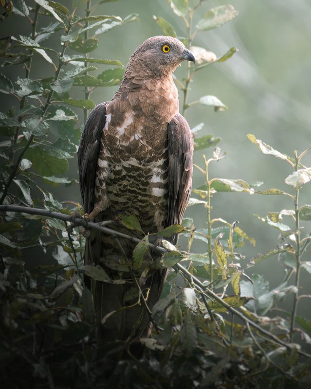 Осоед, Pernis apivorus, Август 2023 фото превью