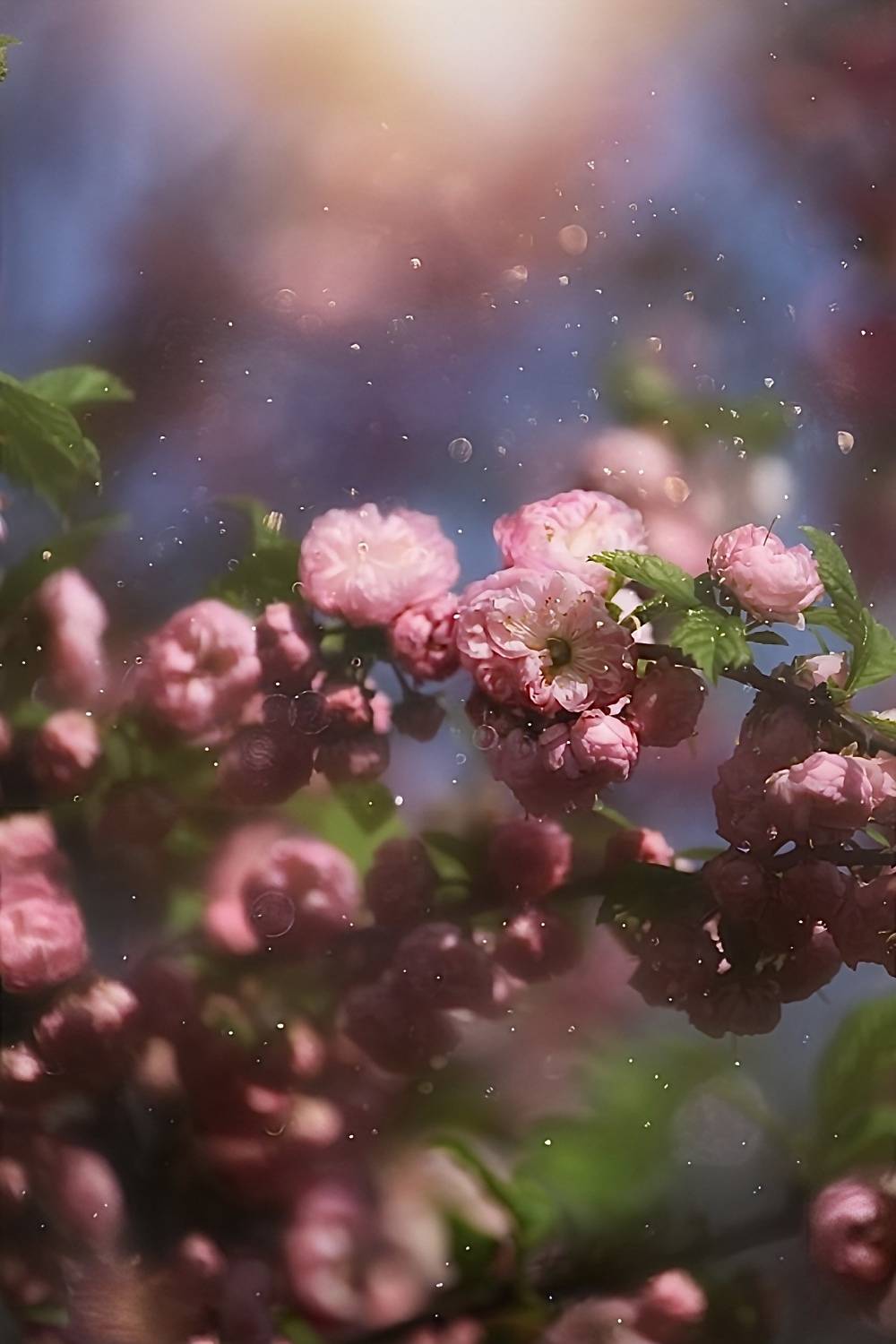 макро, macro, цветы, flowers, весна, spring, махровыйминдаль, Julia Kaissa