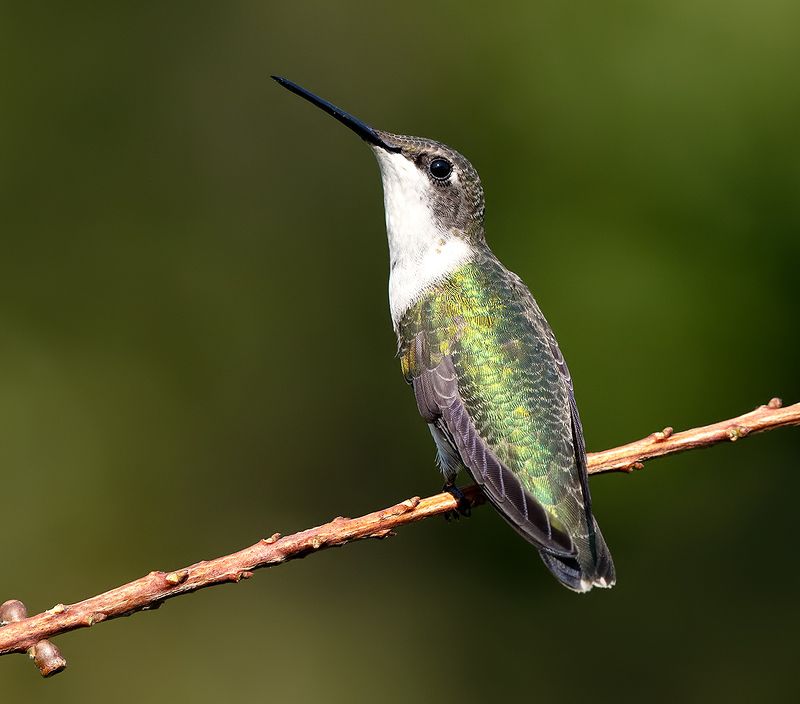 колибри,ruby-throated hummingbird, hummingbird Ruby-throated Hummingbird -Рубиновогорлый колибри. самка фото превью