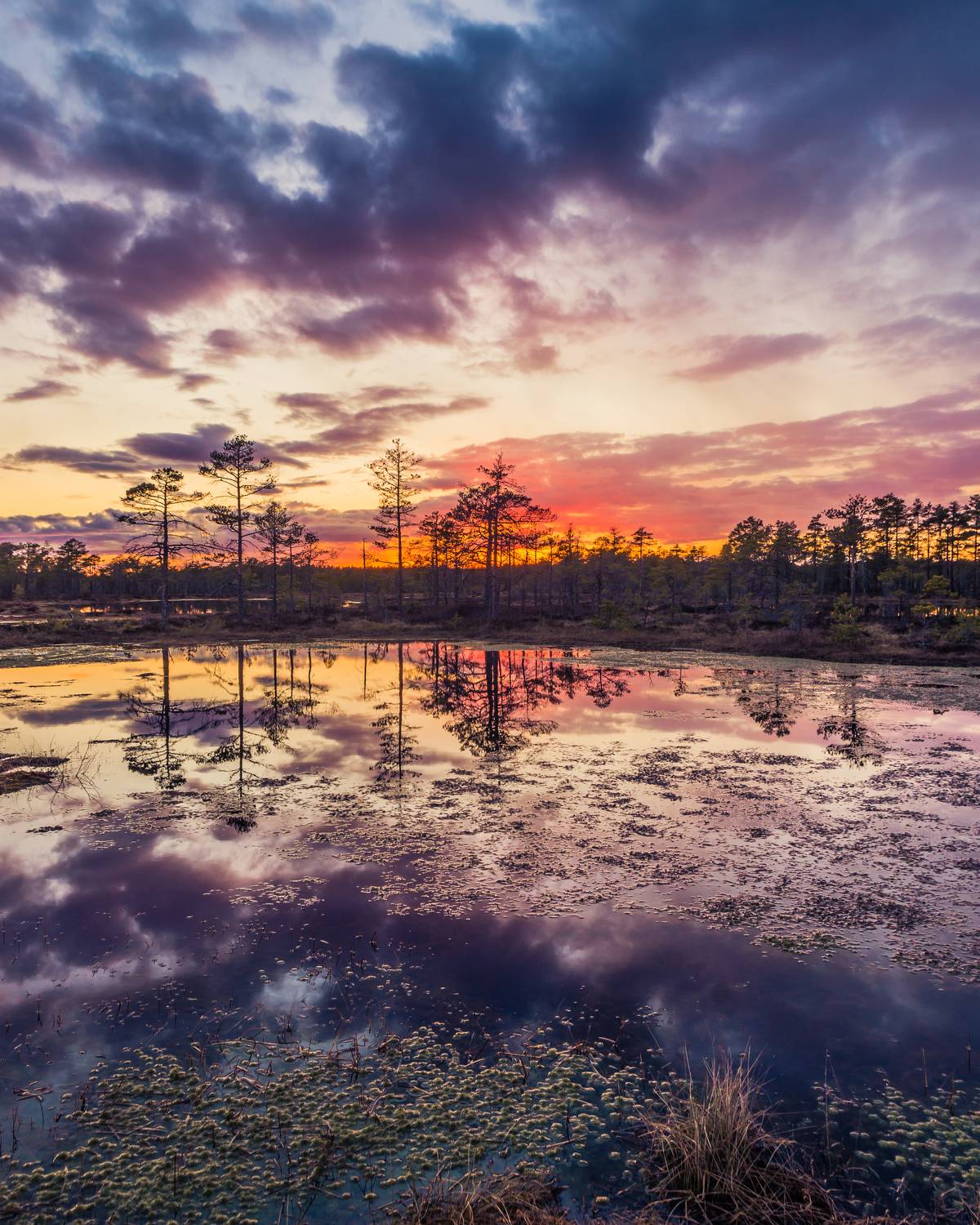 #harjumaa, #kõnnusuursoo, #eesti, #estonia, #estoniabogs, #swamp, #eestirabad, #bog, #bogs, #nature, #loodus, #eestiloodus, #ilusadeestipaigad, #visitestonia, #burningsky, #terviserajad, #hikingtrails, #hikingtrail, #sunsetphotography, #sunsetphoto, #sun, Nikolai Mordan
