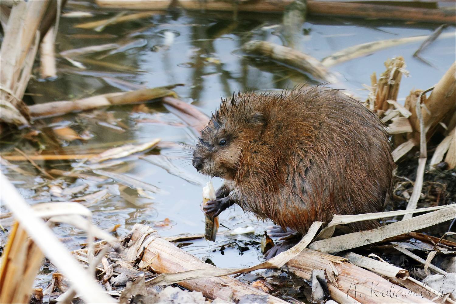 Ондатра, Ковалевич А.