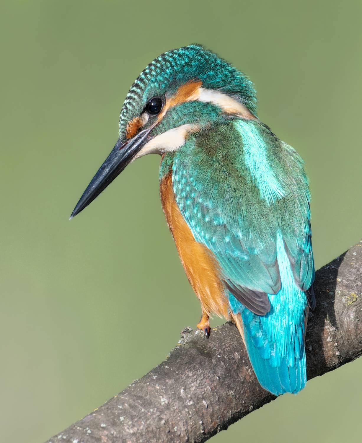 Зимородок, Никон Александр