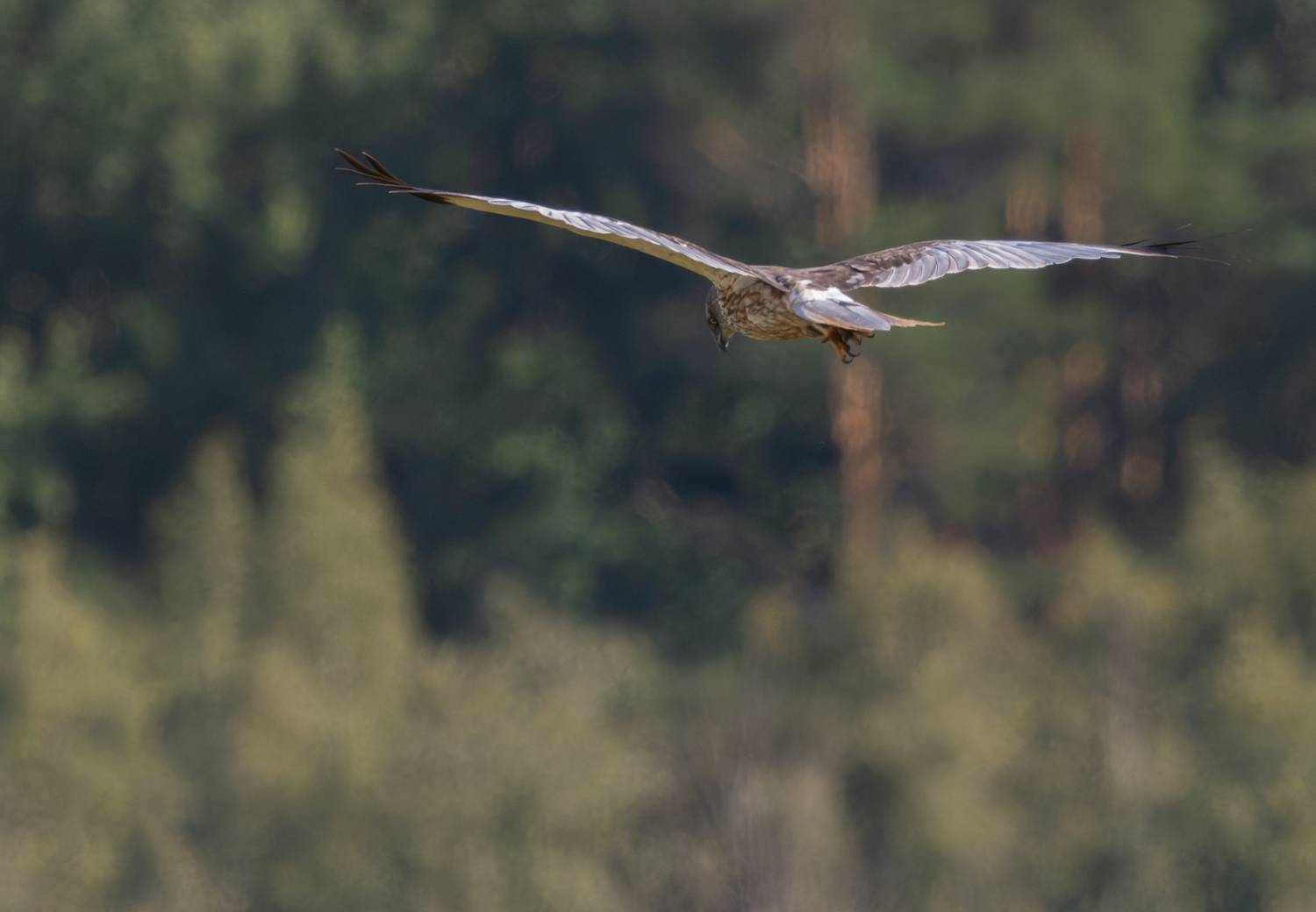 , Светлана Холодняк