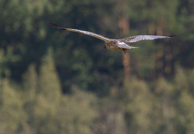 Патруль фото превью