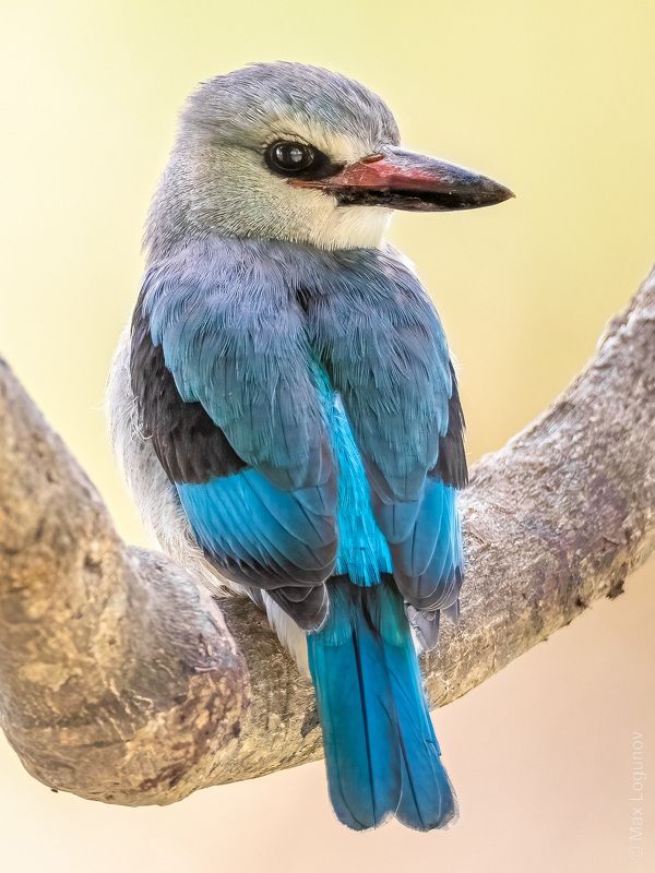 Сенегальская альциона (Halcyon senegalensis) фото превью