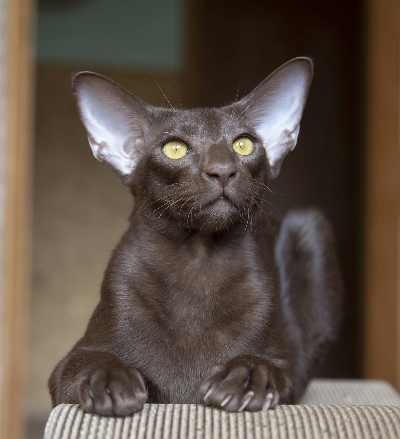 кот, ориентал, ориентальный, михаил, Татьяна Феденкова