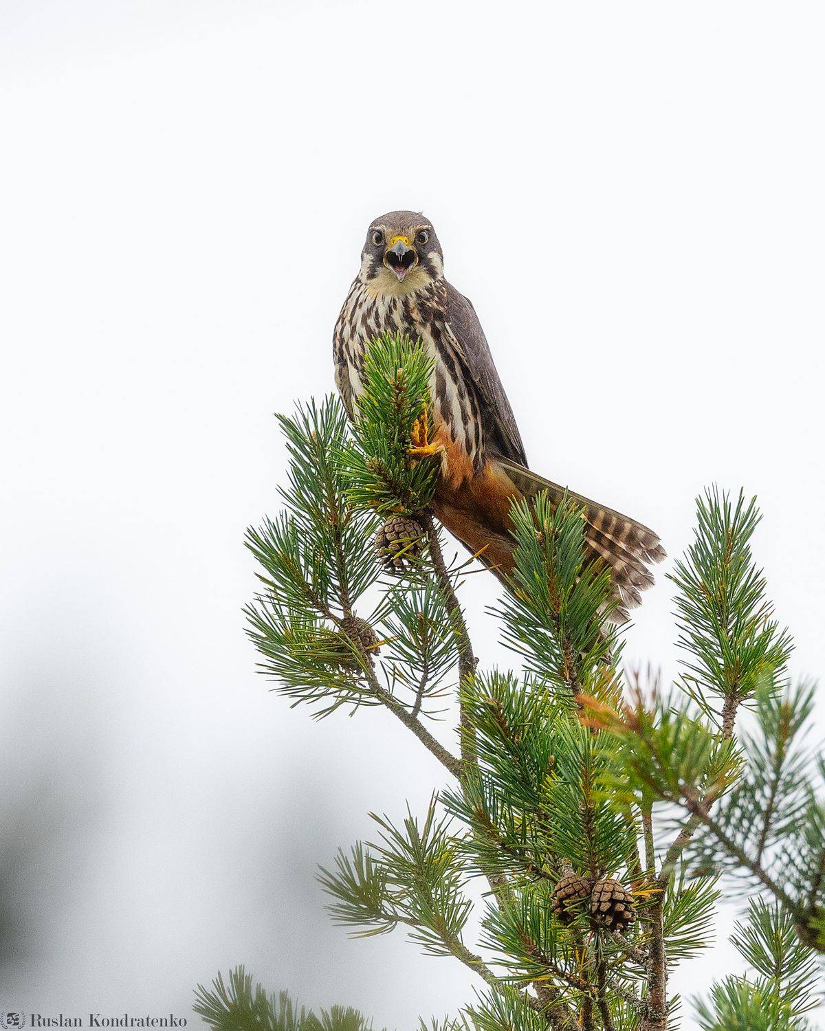 чеглок, орел, птица, Кондратенко Руслан