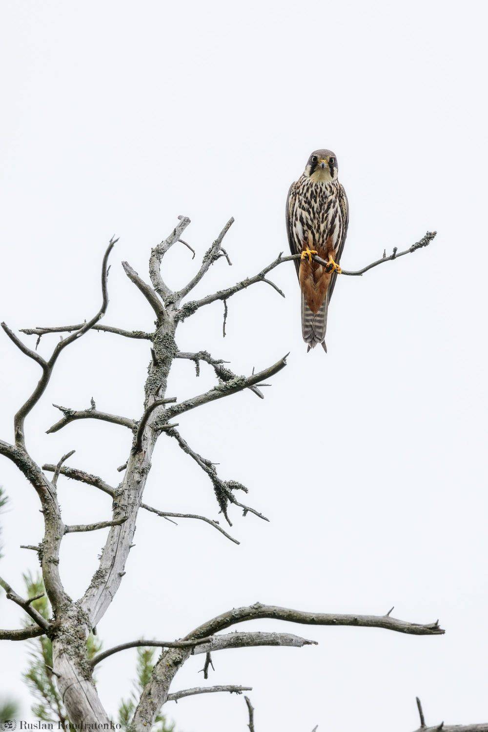 чеглок, орел, птица, Кондратенко Руслан