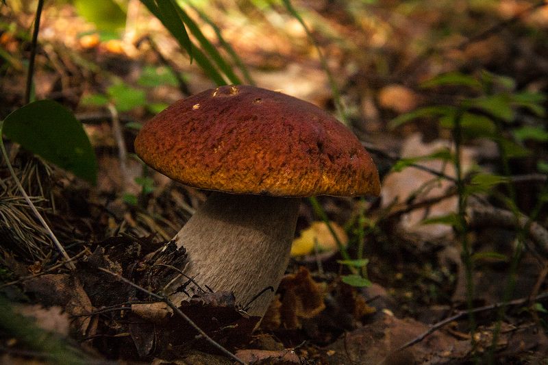 Белые ходят первыми фото превью