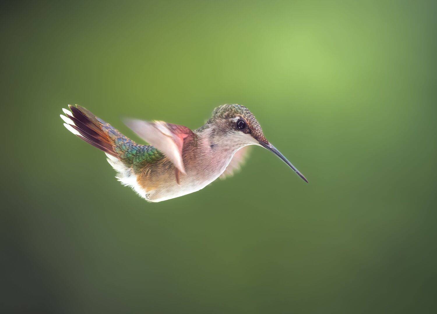 bird, humming, hummingbird, hummingbirds, hummer, rufous, nature, animals, wild, action, dynamic, Atul Saluja