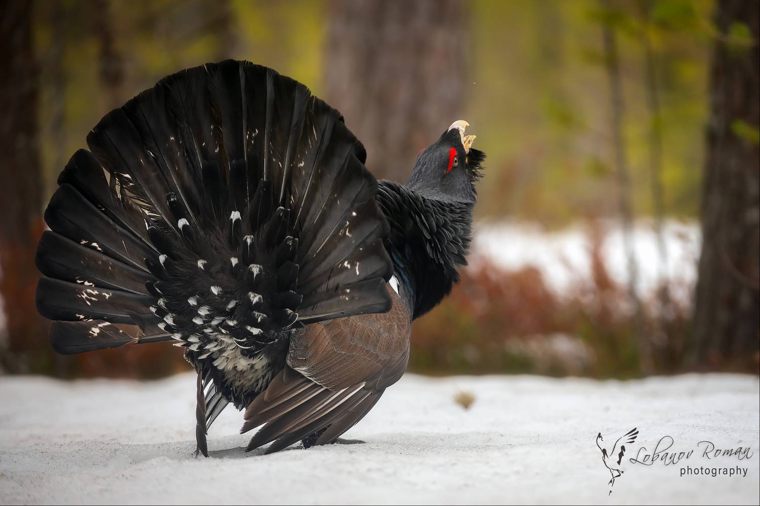 , Лобанов Роман