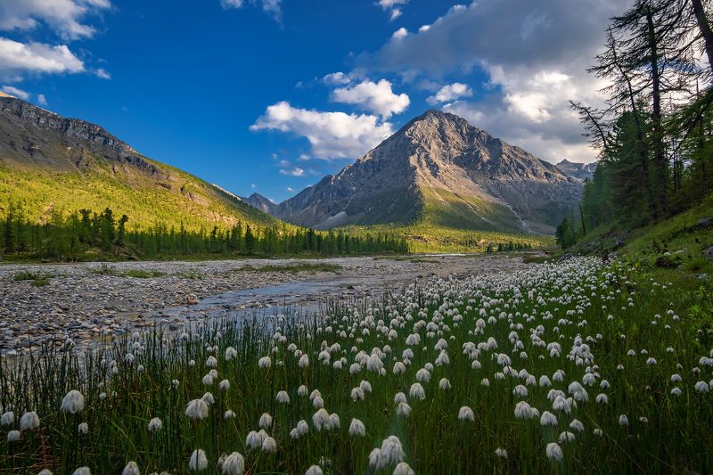 Пушится пушица фото превью