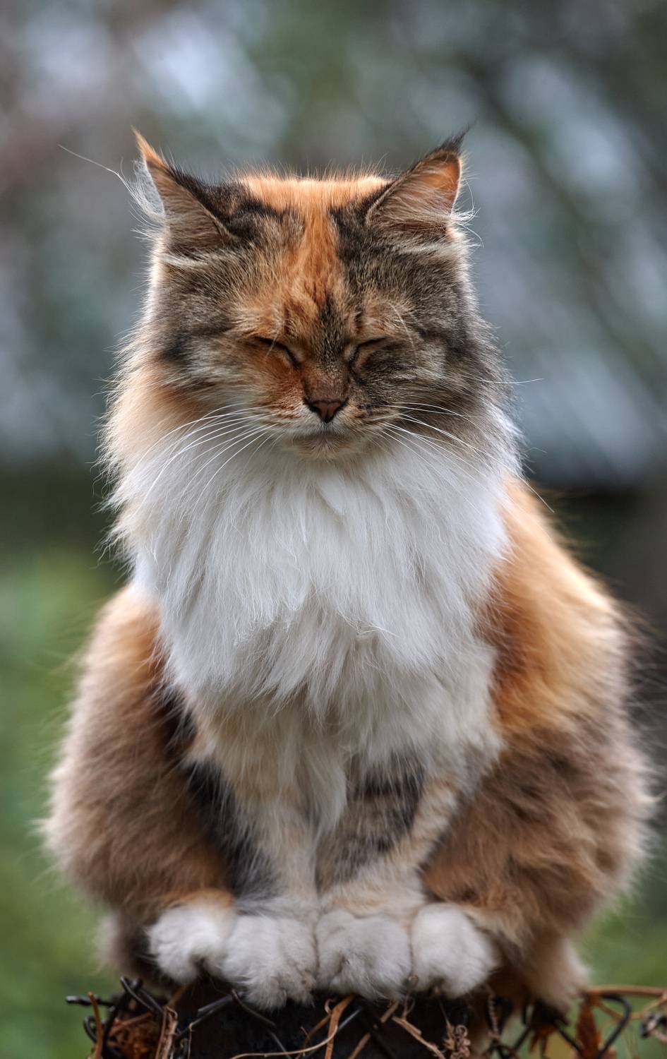 , Владимир Краснов