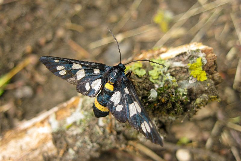Лжепестрянка обыкновенная фото превью