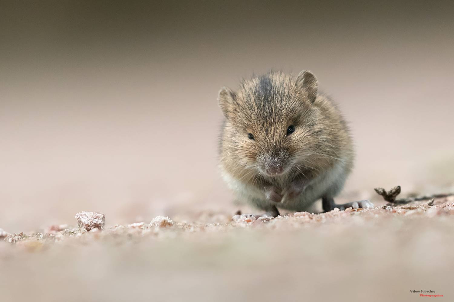 , Валерий Субачев