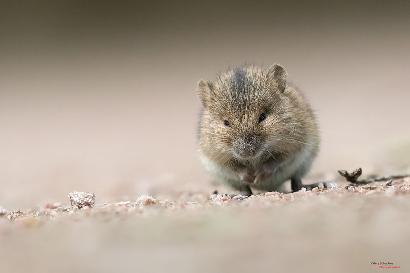 Хитрый мышонок фото превью