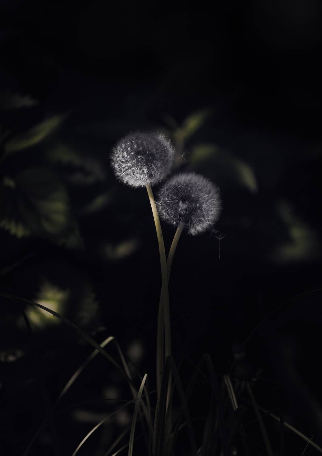 #одуванчик #свет #вечер #природа #цветок, Баранов Олег