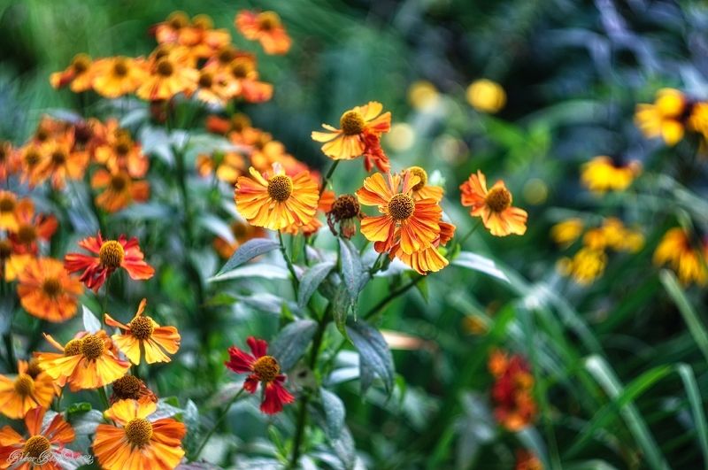 *** фото превью