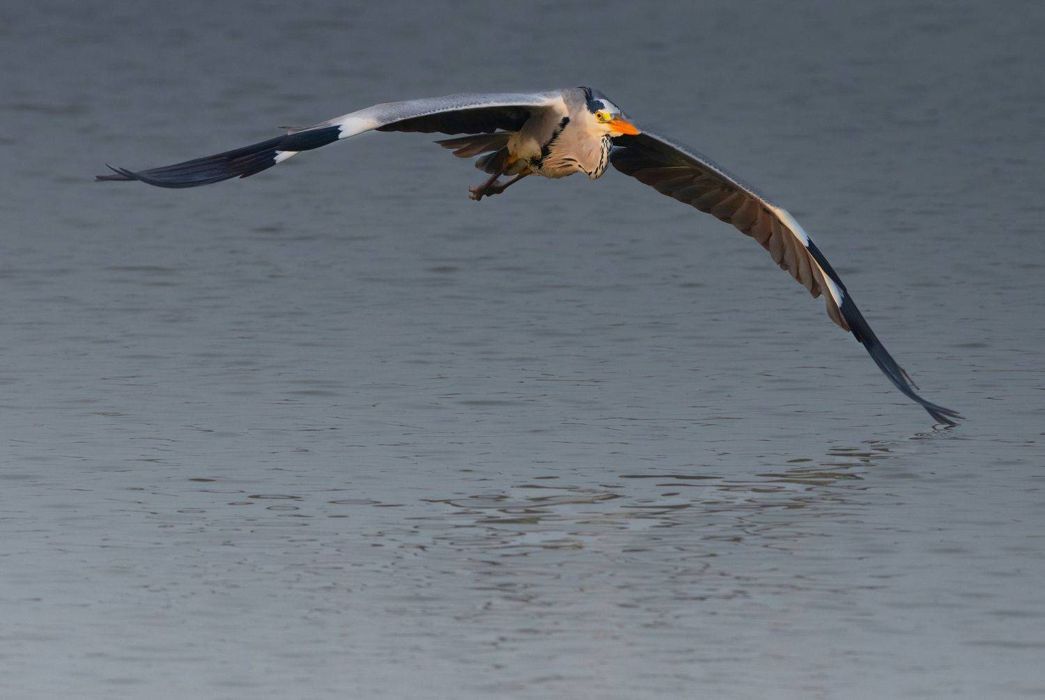 bird,birds,nikon,wild,water,shadows,lake,pond,flowers,swan,colors,nikon,beauty,nature,animals,eyes,egret,songbird,jungle,white,wings,fly, G N RAJA