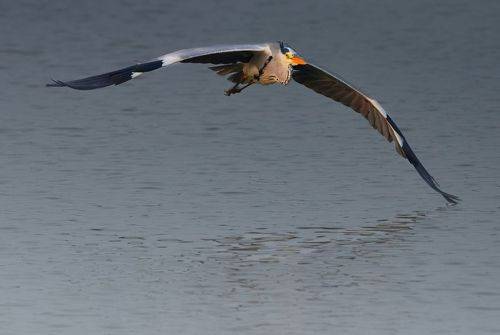 Grey heron