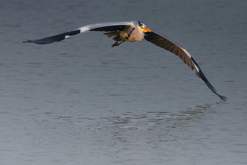 bird,birds,nikon,wild,water,shadows,lake,pond,flowers,swan,colors,nikon,beauty,nature,animals,eyes,egret,songbird,jungle,white,wings,fly Grey heron фото превью