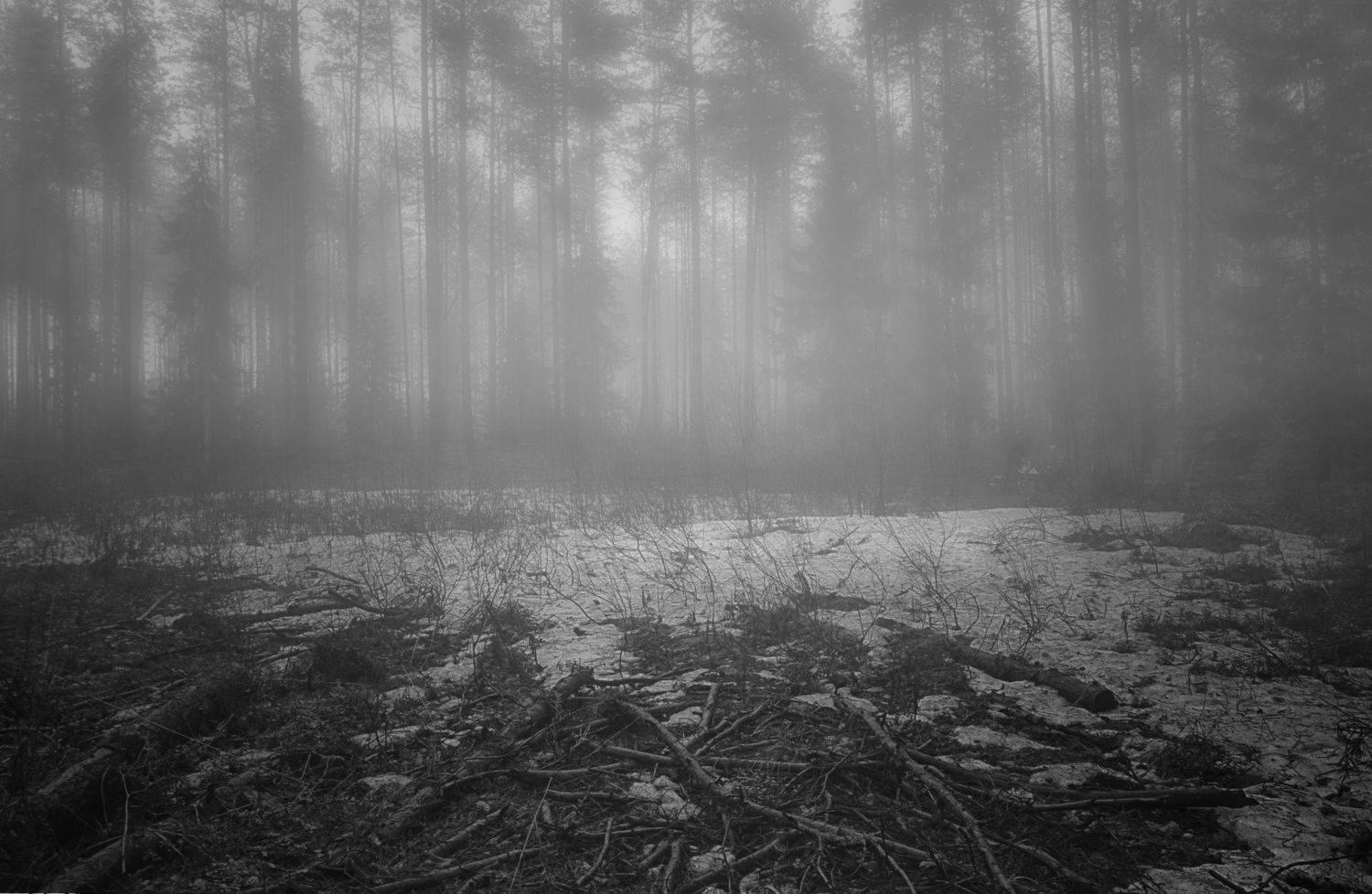 весна, снег, тепло, туман, лес, Павел Мартюшев